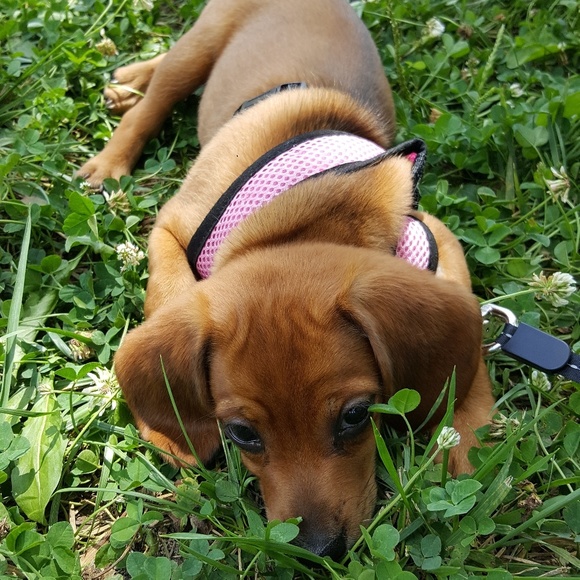 Meet your Posher, Cris - Picture 1 of 1